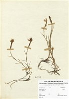藏品(蠅子草)的圖片